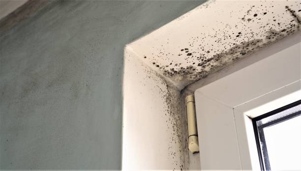 Professional Mold Removal in Crompond, NY