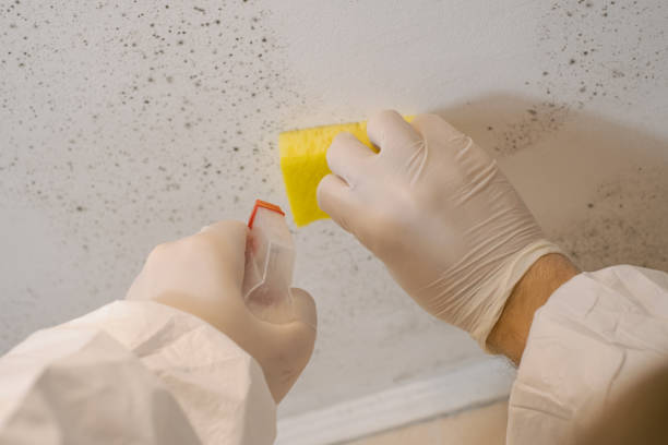 Mold Odor Removal Services in Crompond, NY